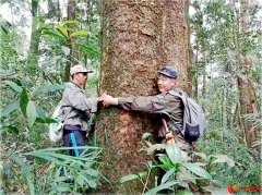 <b>老挝南泥湾尼阿玛亚普山天然茶：高标准打造健康产品新名片</b>