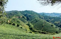 “金叶子”铺就致富路 茶产业助力乡村振兴
