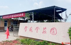丰收进行时|金凤凰庄园：“葡”香满园 “萄”醉人心