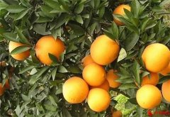 湖南麻阳：打造“湘”果品牌，助力乡村振兴