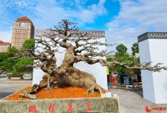 圃岭毓秀、盆韵叠翠！第十四届粤港澳台（中山黄圃）盆景艺术博览会开幕